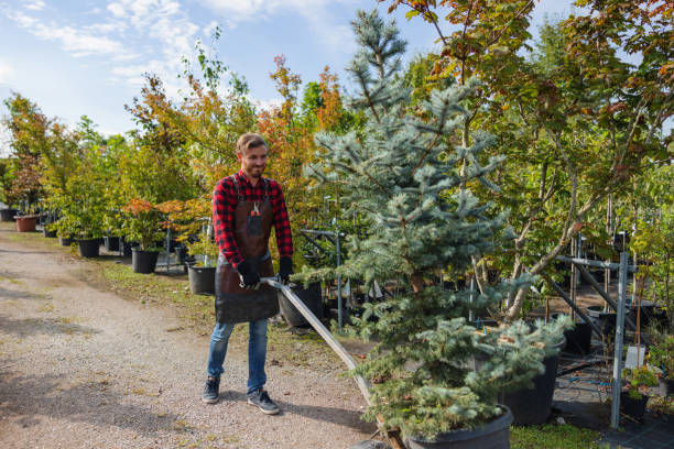 Professional Tree Removal and Landscaping Services in Kotzebue, AK